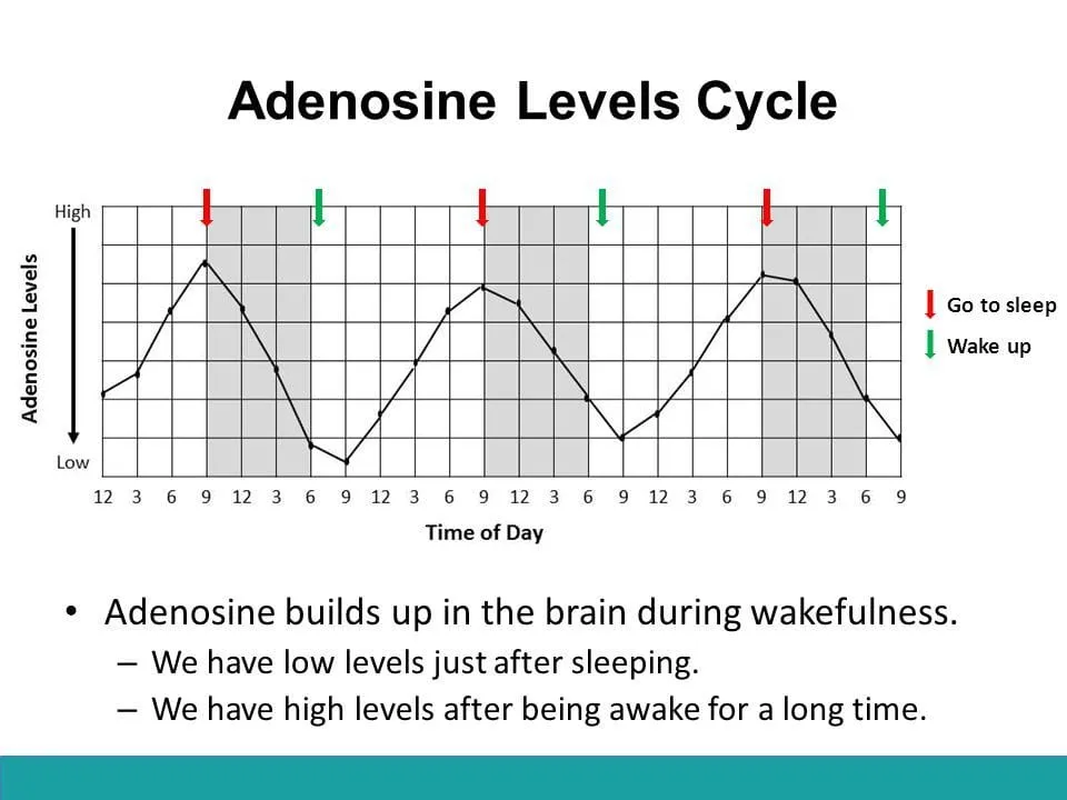 graph of the adenosine cycle