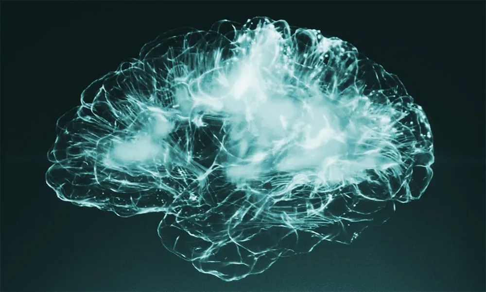 Image of a human brain