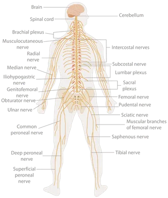 a map of the nervous system